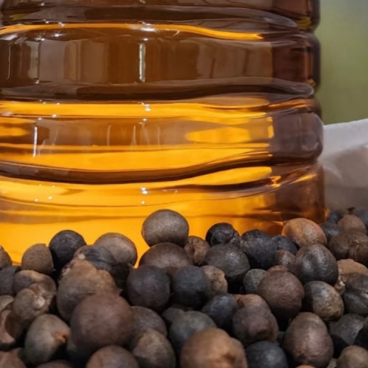 界首白沙朱岭莲荷正宗野生山茶油物理压榨茶籽油