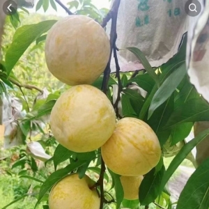 炎陵黄金奈李湖南特产当季水果脆甜爽口